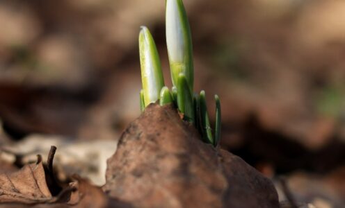 Leadership Development Programmes