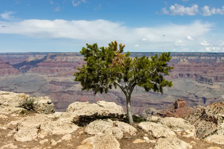 A tree growing in a rock to illustrate resilience